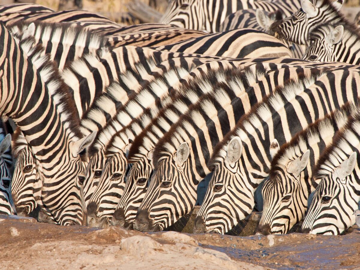 Zebras im Etosha Nationalpark