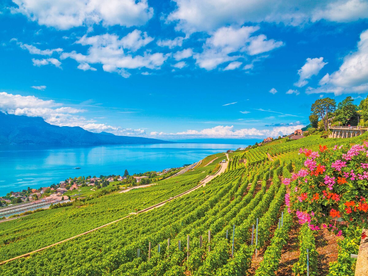 Lavaux, Vineyard Terraces