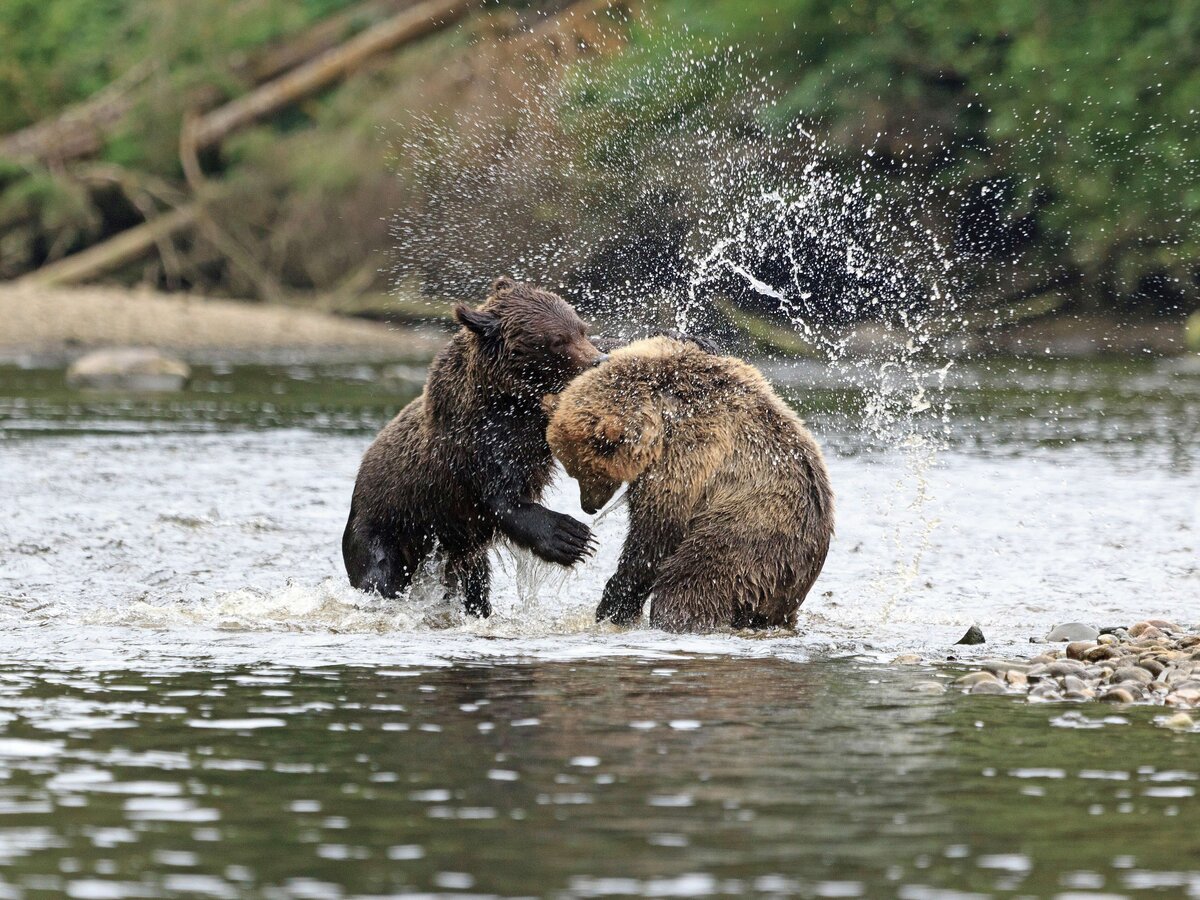 Grizzlys | © Andreas Edelmann – stock.adobe.com Grizzlys | © Andreas Edelmann – stock.adobe.com